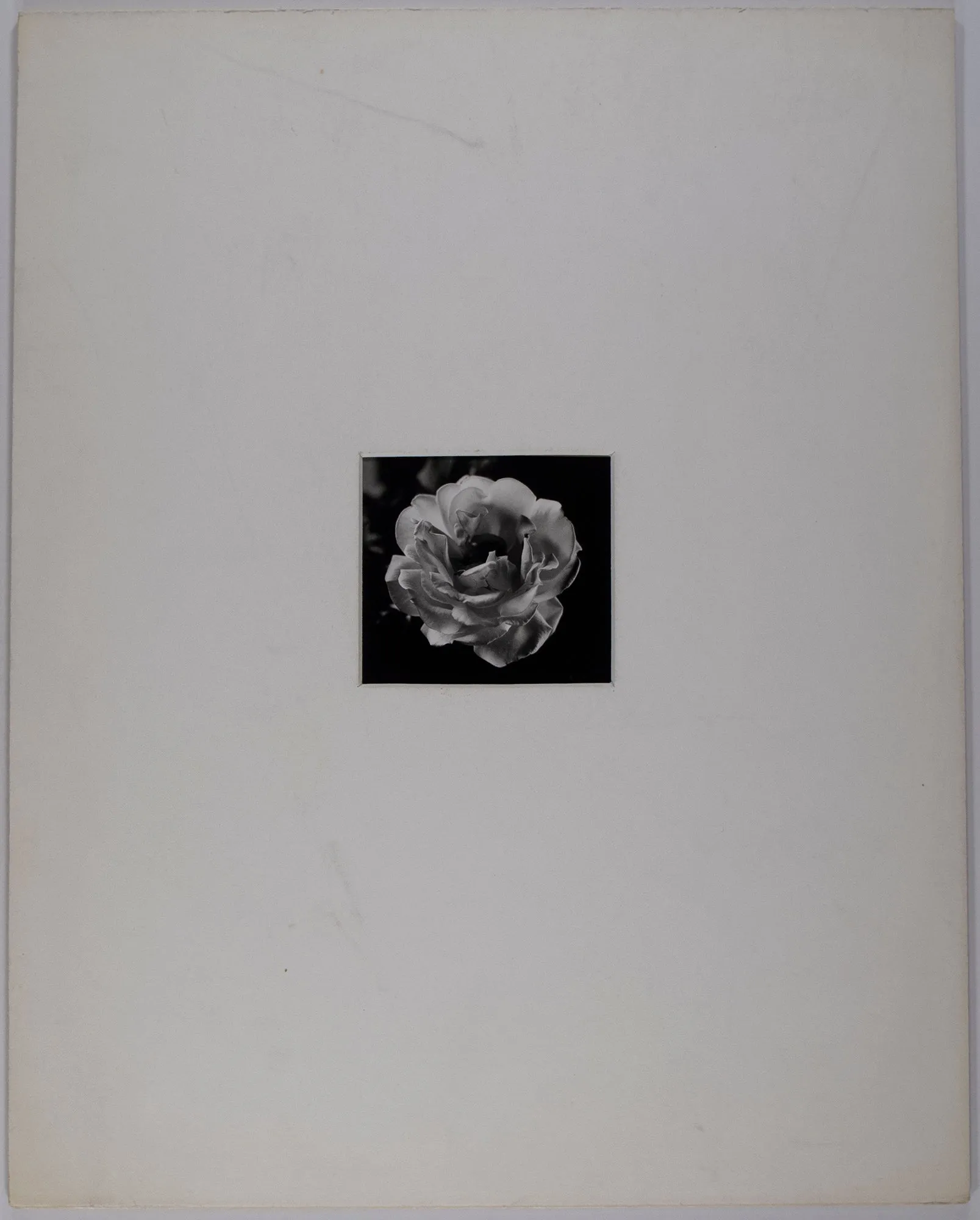 An Open Rose