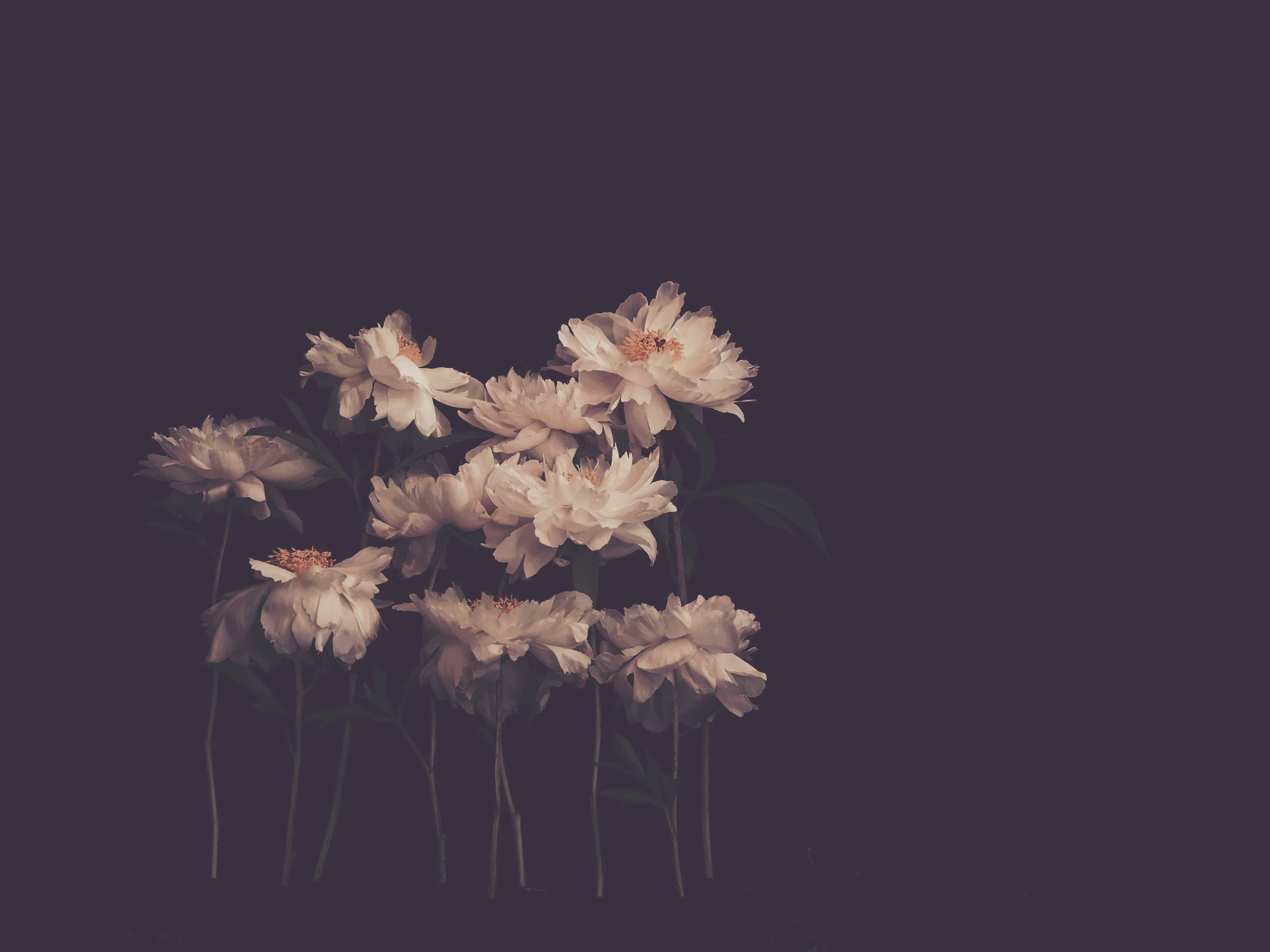 Family Dark Floral Print
