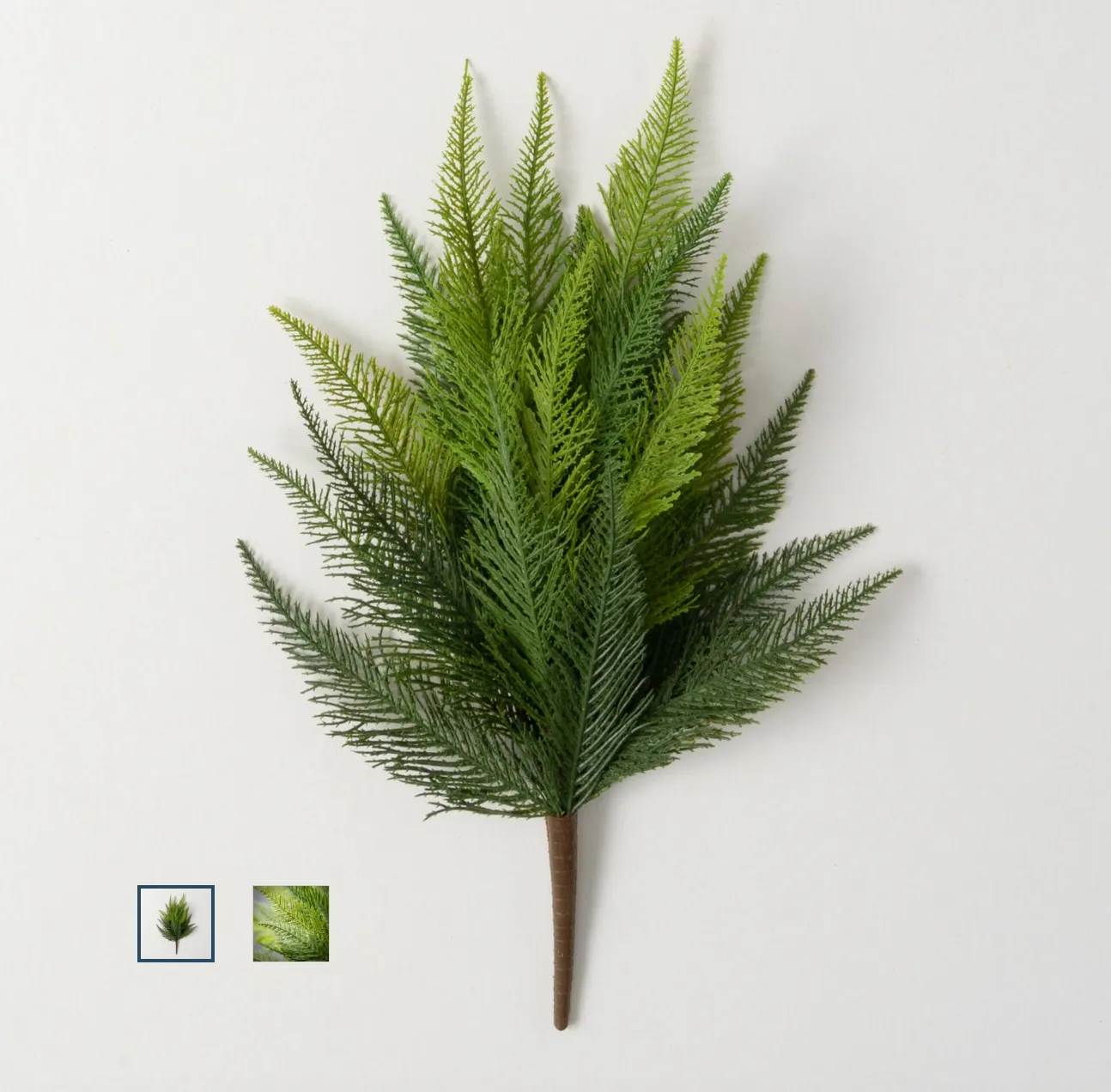 Ruffled Fern Bush