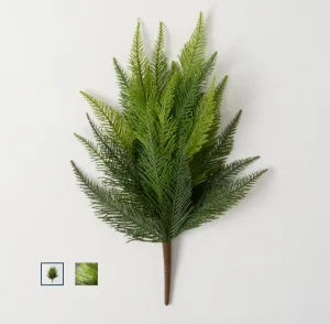 Ruffled Fern Bush