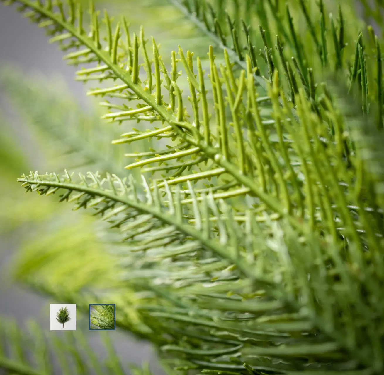 Ruffled Fern Bush