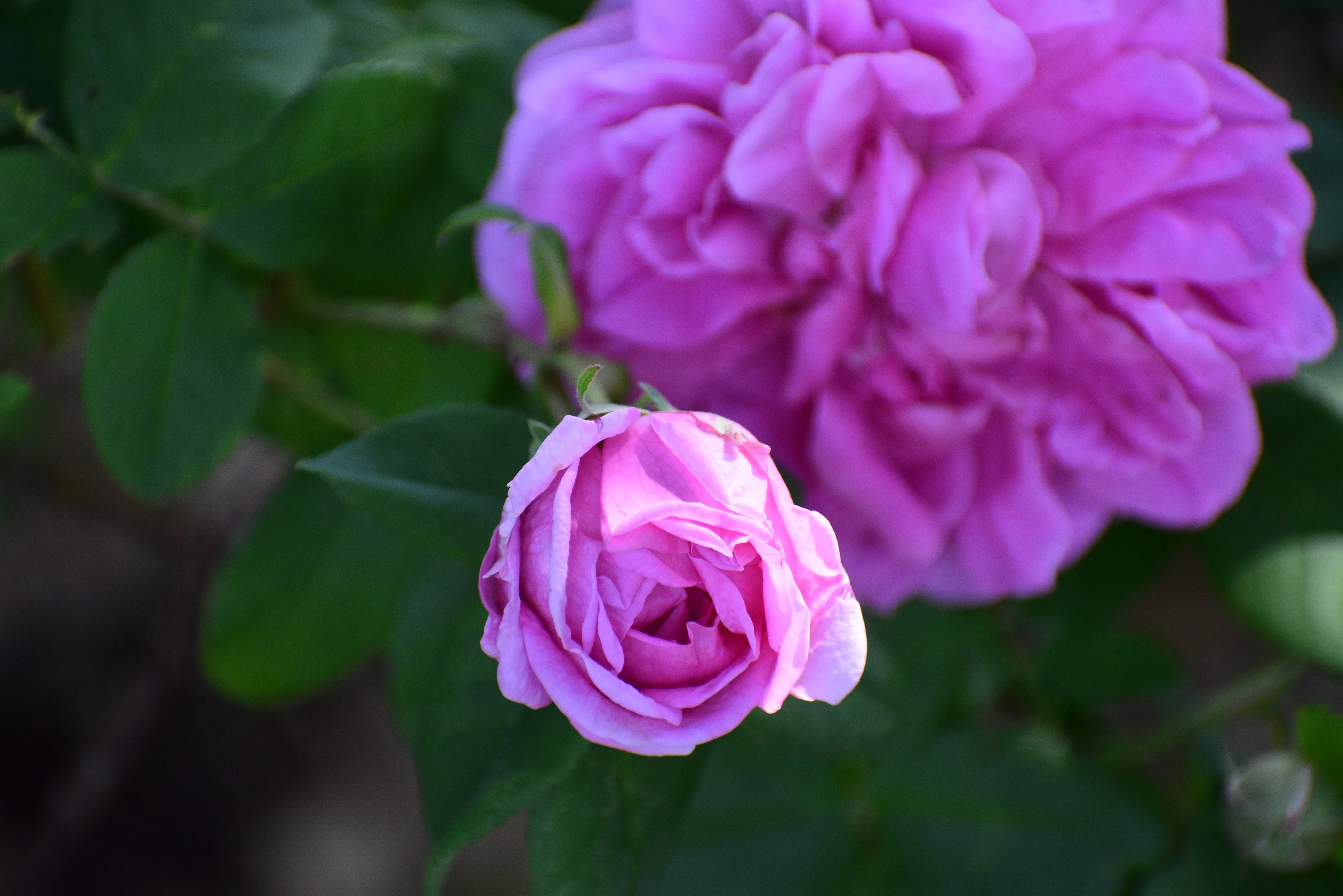 SUMMER ROSE SKIN CARE OIL | limited edition batch 2023